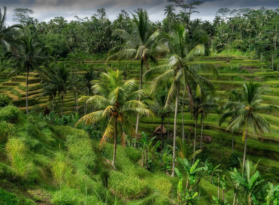 Your Complete Guide to Bali