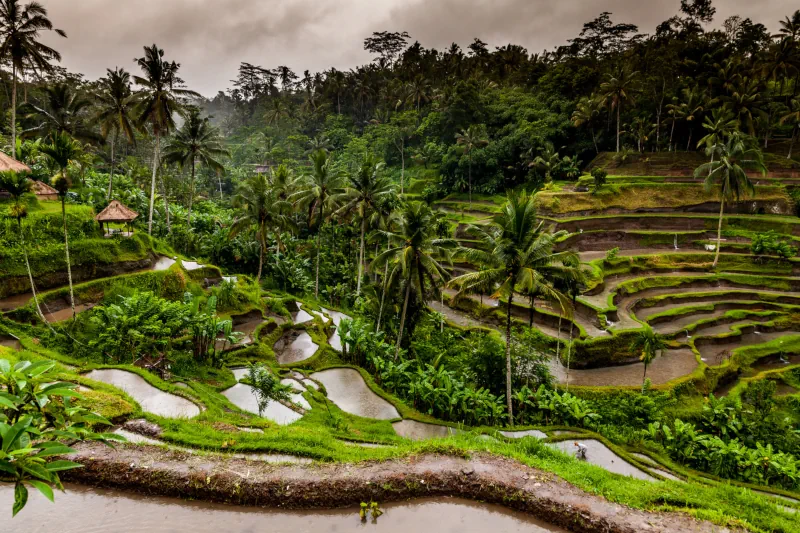 Ubud Bali Where Culture Meets Nature